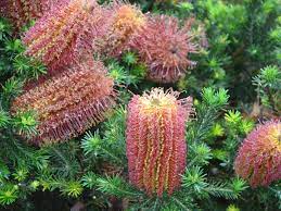 Banksia ericifolia 'Little Eric' 200mm