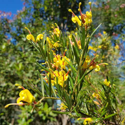 Grevillea 'Gold Rush' 250mm