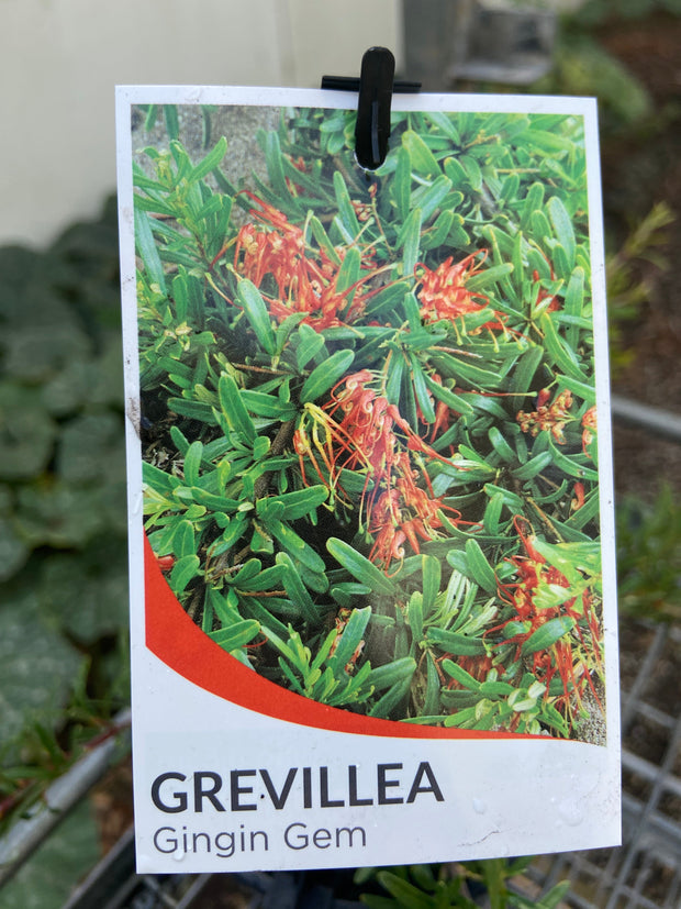 Grevillea 'Gingin Gem' Tube