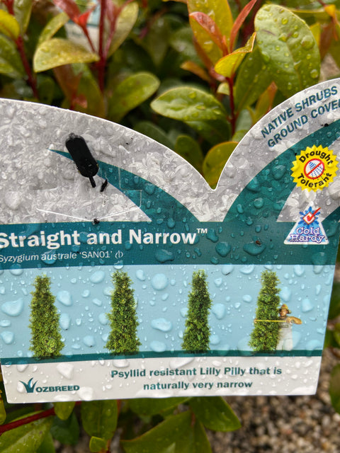 Syzygium Straight and Narrow 250mm – Great Ocean Road Nursery ABN ...