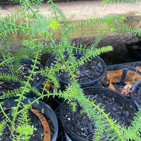 Acacia verticillata 140mm