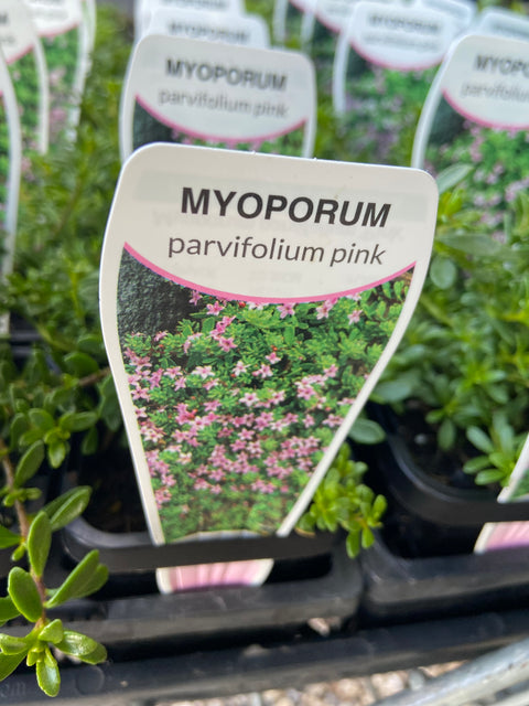 Myoporum Parv Pink 70mm