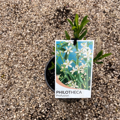 Philotheca Profusion 200mm