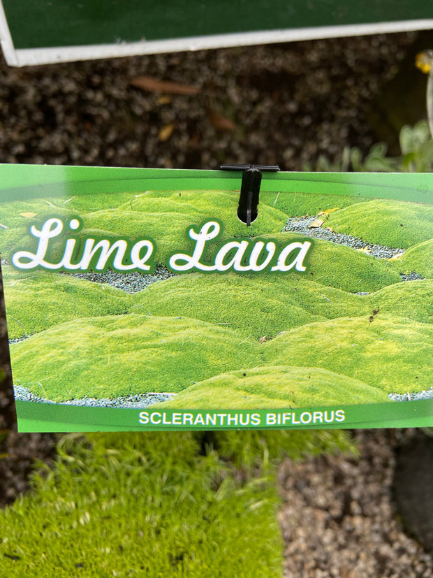 Scleranthus Biflorus 'Lime Lava' TUBE