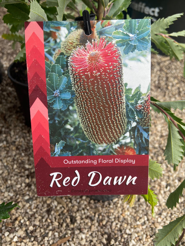 Banksia Praemorsa 'Red Dawn' 330mm