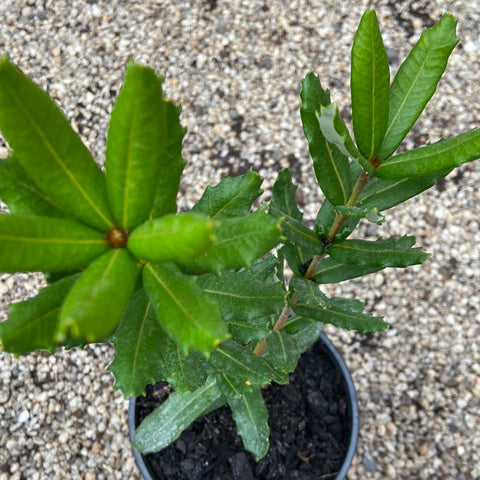 Banksia verticillata 330mm