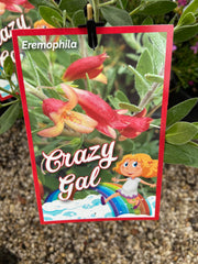 Eremophila 'Crazy Gal' 200mm