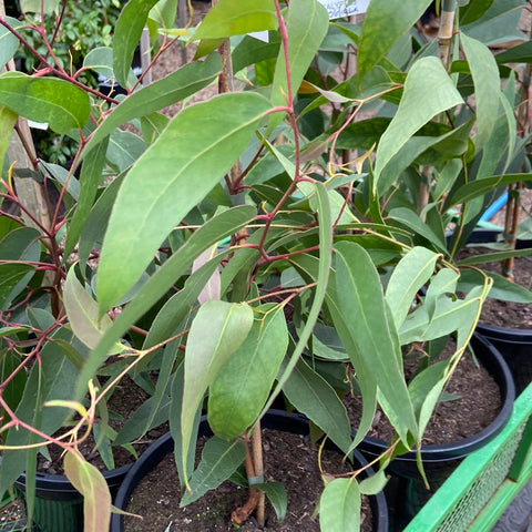 Eucalyptus obliqua messmate 140mm