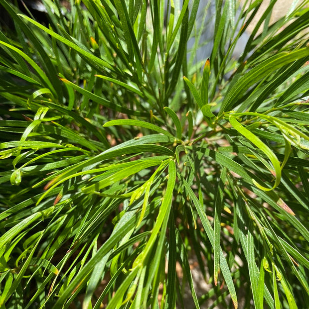 Acacia 'Mini Cog' 140mm