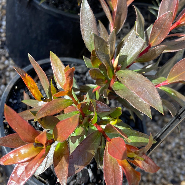 Callistemon Red Rocket 200mm