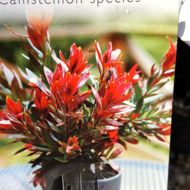 Callistemon Red Rocket 200mm