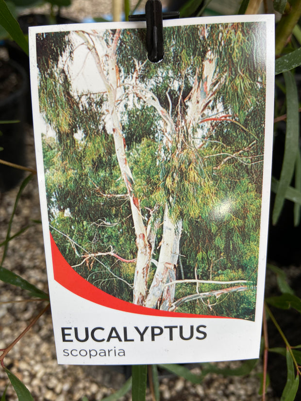 Eucalyptus Scoparia 40cm