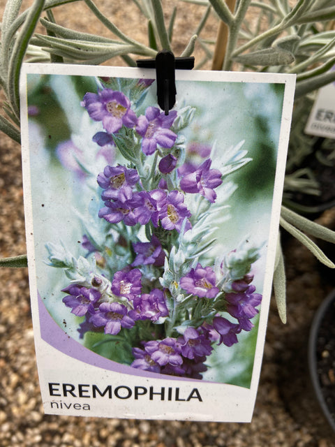 Eremophila nivea 140mm