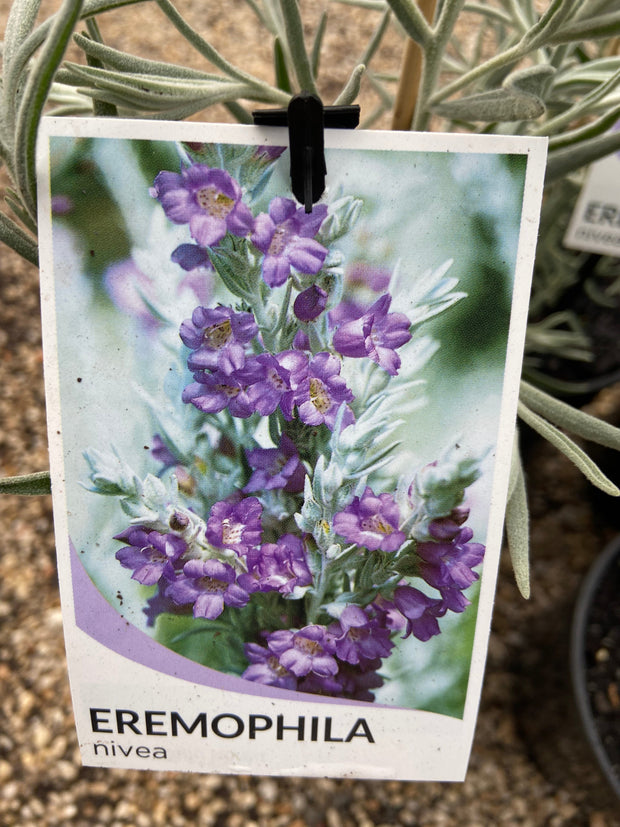 Eremophila nivea 200mm