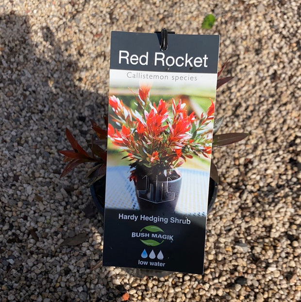 Callistemon Red Rocket 200mm