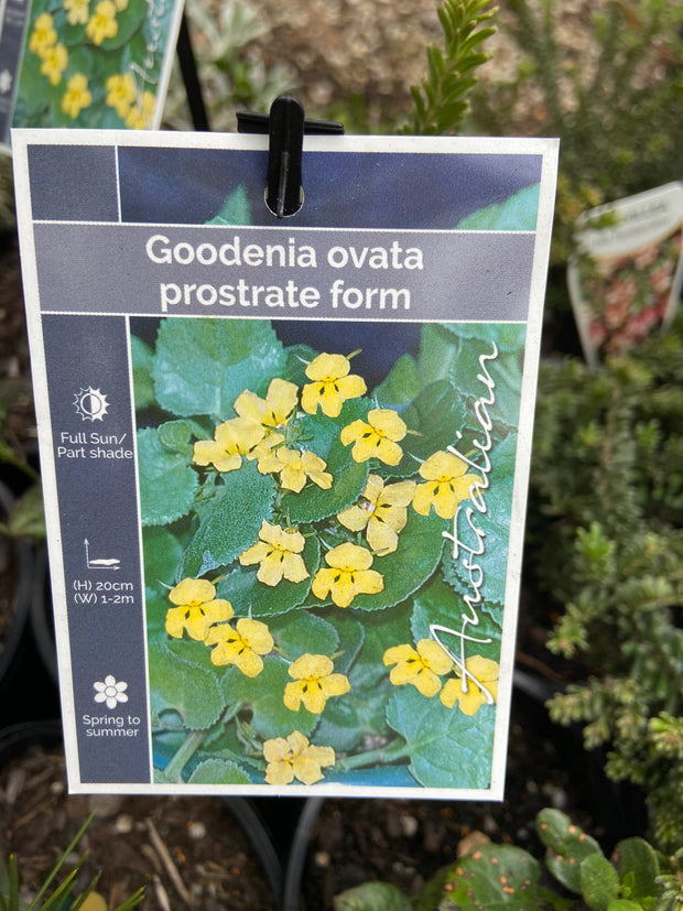 Goodenia Ovata prostrate 140mm