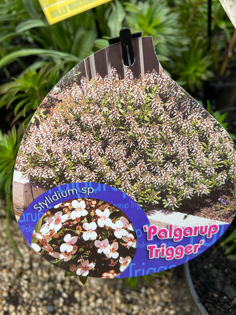 Stylidium sp. palgarup trigger 140mm