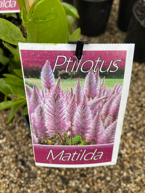 Ptilotus Matilda 140mm