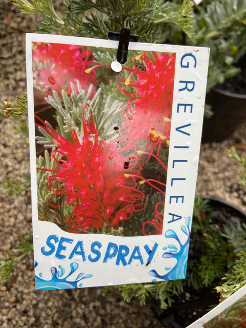 Grevillea 'Sea Spray' 200mm