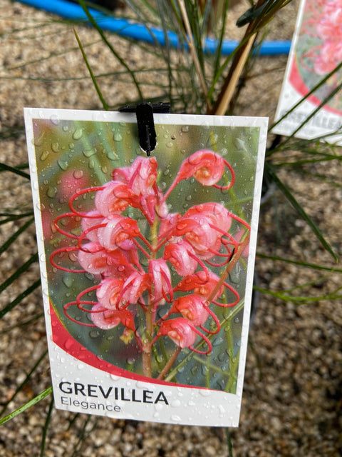 Grevillea Elegance 200mm