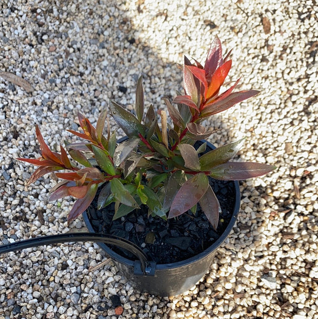 Callistemon Red Rocket 200mm