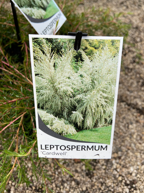 Leptospermum 'Cardwell' 140mm