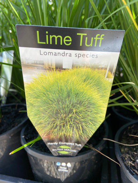 Lomandra 'Lime Tuff' TUBE – Great Ocean Road Nursery ABN 61907322965