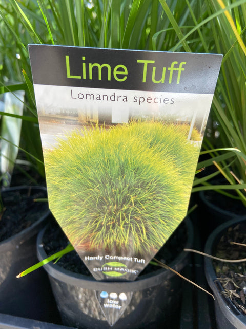 Lomandra 'Lime Tuff' TUBE