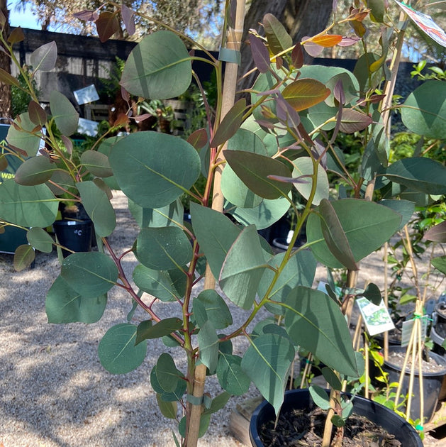 Eucalyptus cosmophylla 200mm – Great Ocean Road Nursery ABN 61907322965