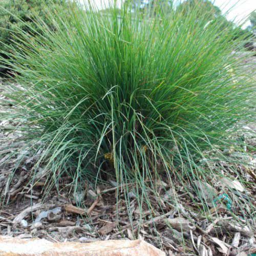 Lomandra 'Frosty Top' 200mm – Great Ocean Road Nursery ABN 61907322965