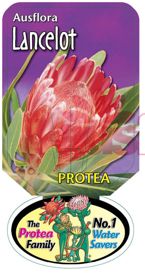 Protea Lancelot 140mm