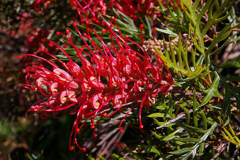 Grevillea 'Molly' 200mm