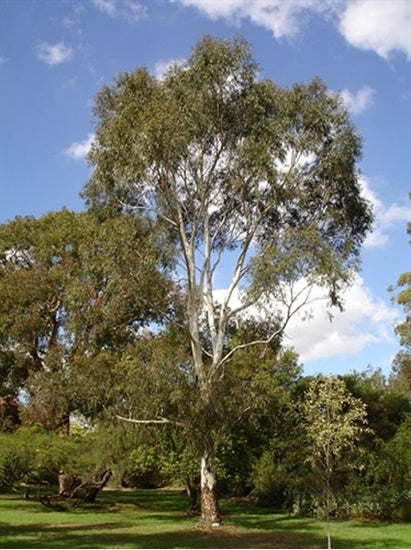 Eucalyptus Scoparia 40cm