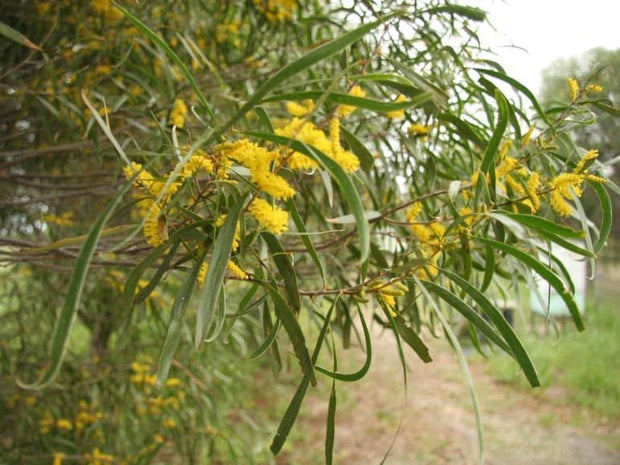 TuckerBush Acacia acuminata 140mm