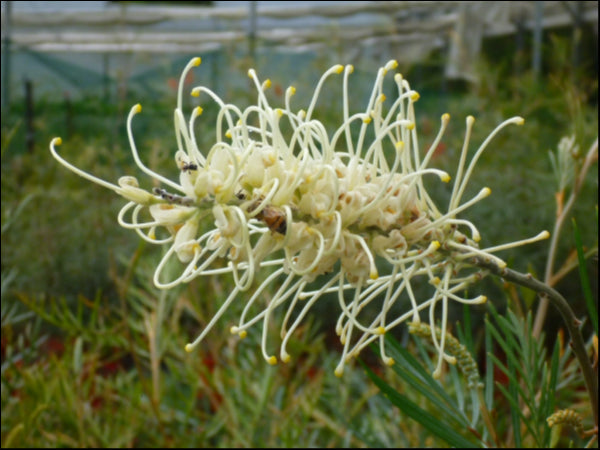 Grevillea Moonlight 250 mm