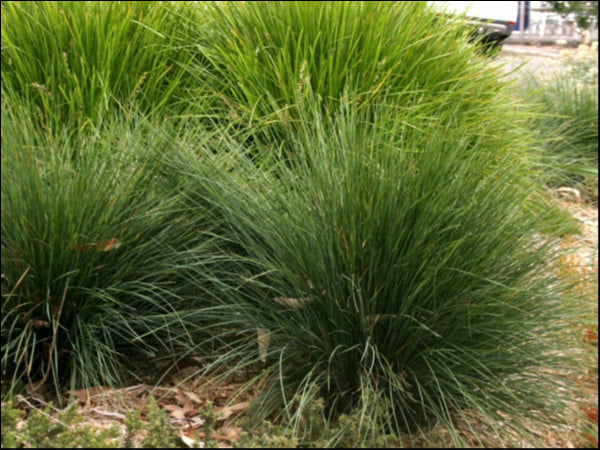 Lomandra 'Misty Green' 140 mm