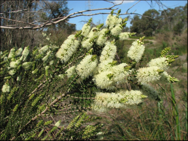 Melaleuca Squarrosa Prostrate 140 mm