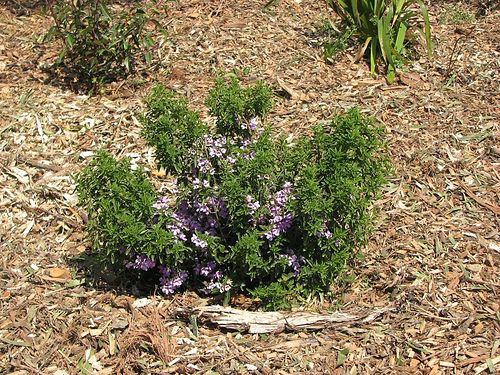 Prostanthera ovalifolia 'Compacta' 140mm