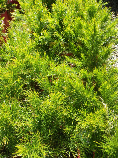 Acacia Winter Flame 140mm – Great Ocean Road Nursery ABN 61907322965