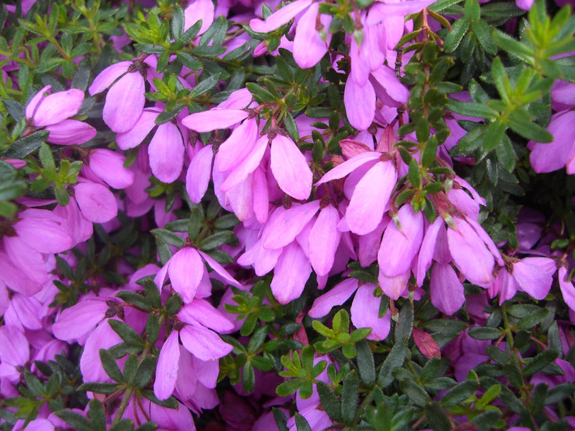 Bauera rubioides 'Candy Stripe' 140mm – Great Ocean Road Nursery ABN ...