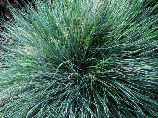 Festuca 'Blue' Grass 115mm