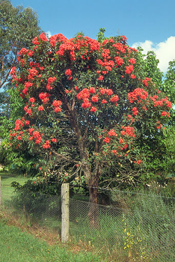 Corymbia Ficifolia Dwarf Red 140mm