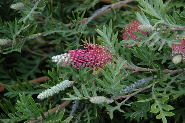 Grevillea Delight 'carpet Layer' 140mm