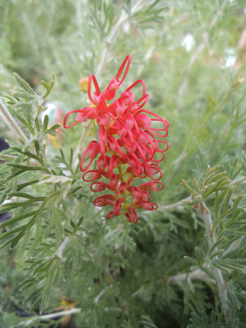 Grevillea 'Sea Spray' 200mm