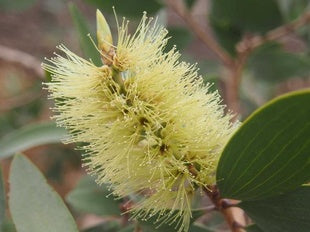 Melaleuca Mini Quini dwarf 140mm