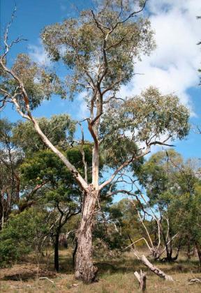 Eucalyptus Viminalis 'Manna Gum' 140mm