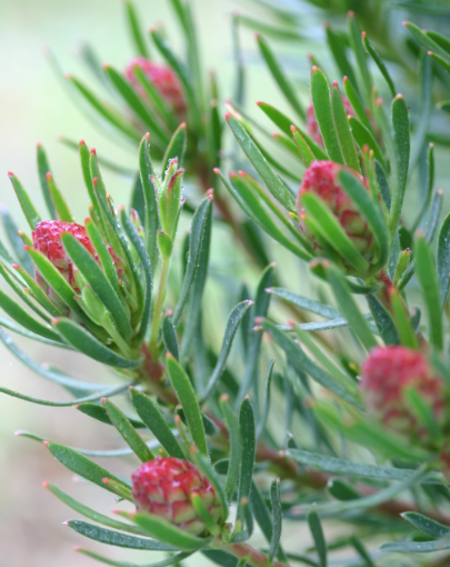 Leucadendron 'strawberry Fair' 250mm