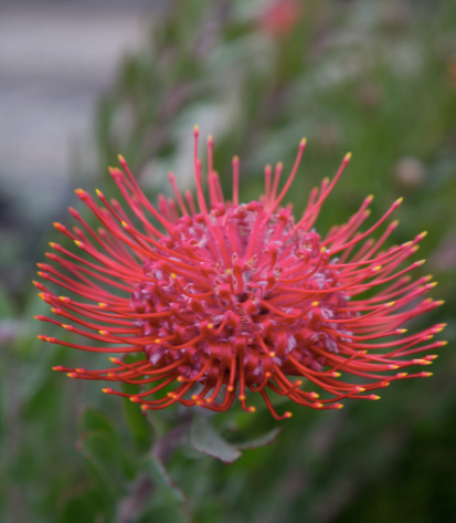 Leucospermum red phantom 250mm