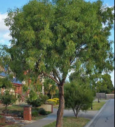 Acacia Implexa Lightwood 50mm