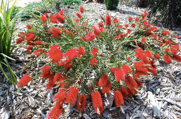 Callistemon Firebrand 140mm